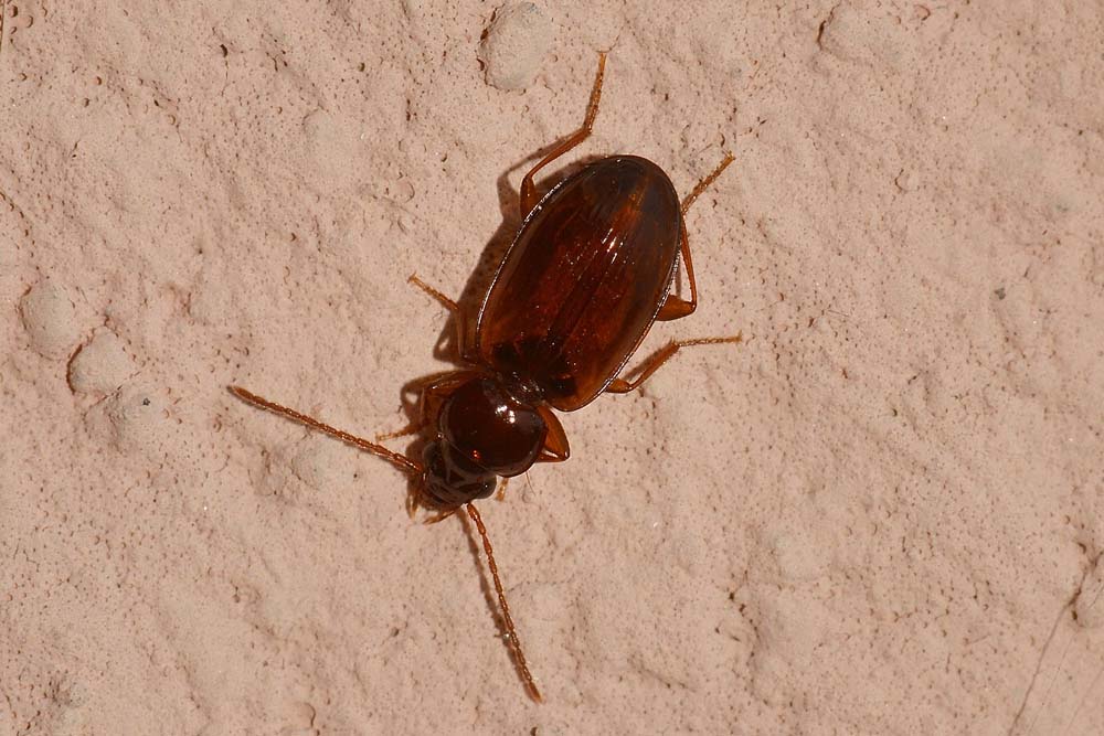 Trechus quadristriatus  (Carabidae)